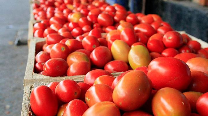 México intenta frenar arancel de 20.91% al jitomate antes del 15 de julio