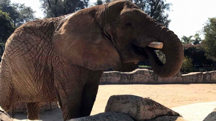 Justifican autoridades de CDMX vida feliz de elefanta Ely en zoológico de Aragón