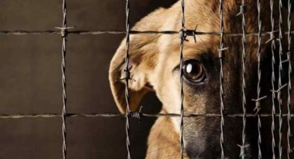 Reforma contra el maltrato animal podría terminar en letra muerta, señalan expertos