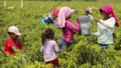Foto ilustrativa de la nota titulada Cae 7.9% el gasto público para prevenir el trabajo infantil en México