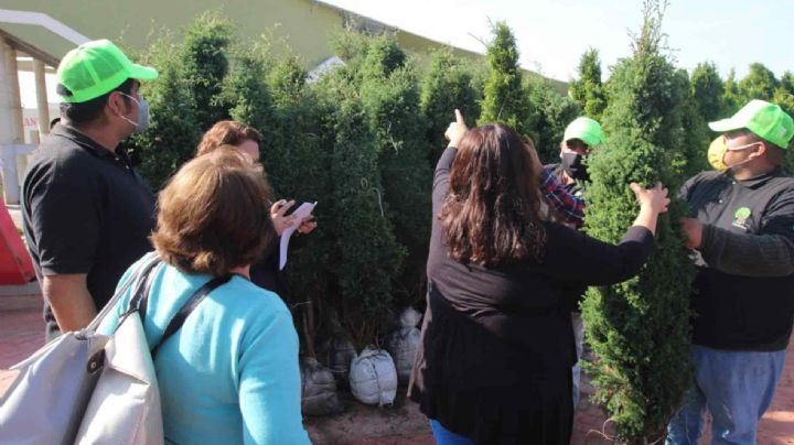 ¿Dónde puedo reciclar mi arbolito en Veracruz?