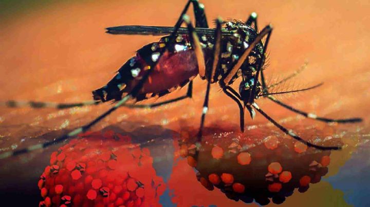 5 consejos para cuidarte del dengue en esta temporada de lluvias