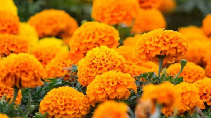 Día de Muertos en México: No sólo en la ofrenda, el Cempasúchil también lo puedes usar...