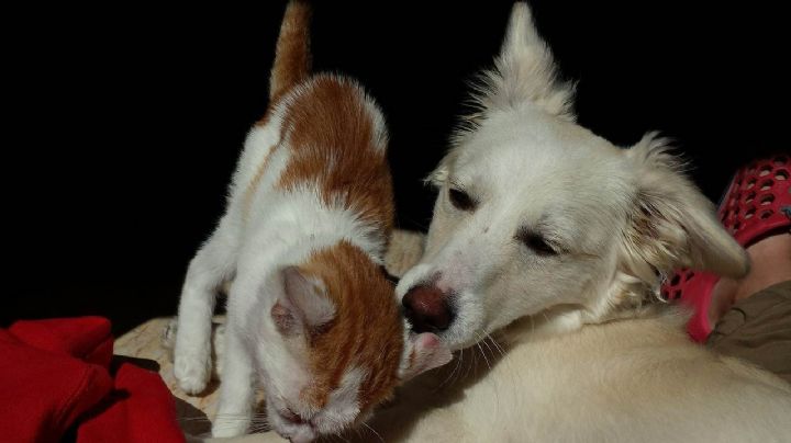 Mascotas, contagiadas de variante de covid en Inglaterra