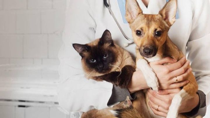 ¿Dónde y cuándo esterilizar a tu gatito o perrito gratis en Pachuca?