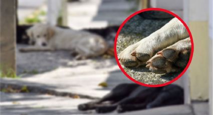 Hallan y denuncian presunto matadero clandestino de perros en Neza