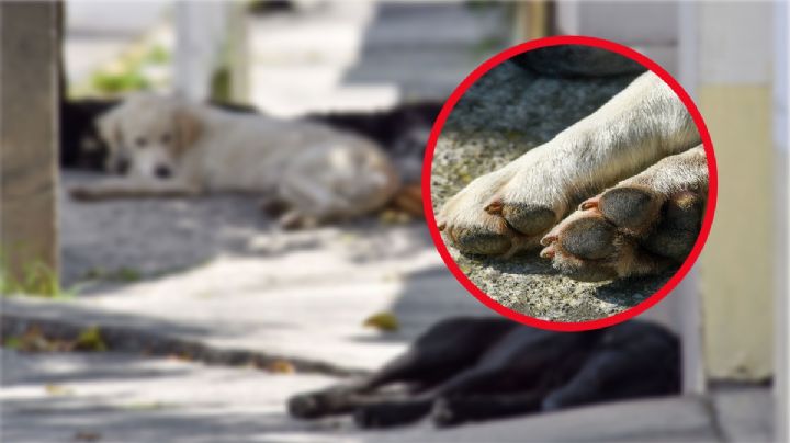 Hallan y denuncian presunto matadero clandestino de perros en Neza