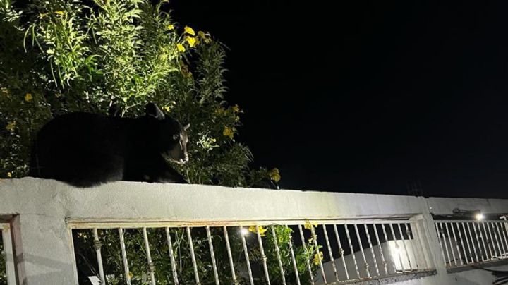 Las 8 cosas que no debes hacer si te topas con un oso