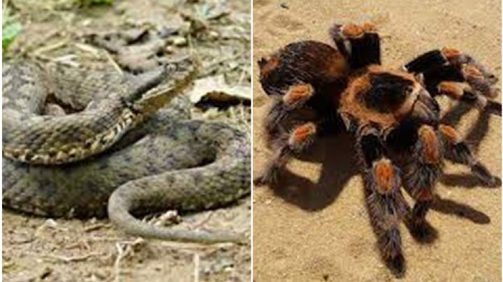 Niños encuentran víbora y tarántula en escuela de Chihuahua