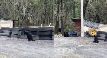 VIDEO: Disparan a oso en NL; indigna imagen del animal arrastrándose