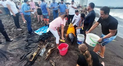 Rescatan a delfín enfermo varado en playas de Alvarado