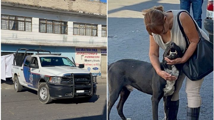 Vídeo: Rescatan a perros de criadero clandestino en Neza
