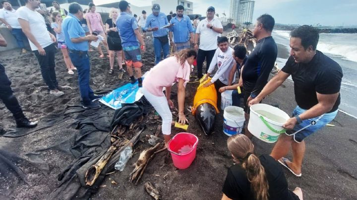 Rescatan a delfín enfermo varado en playas de Alvarado
