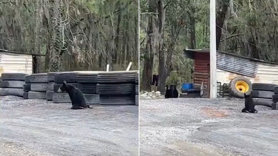 El oso fue encontrado lesionado el pasado fin de semana en la comunidad Ciénega de González, en el municipio de Santiago