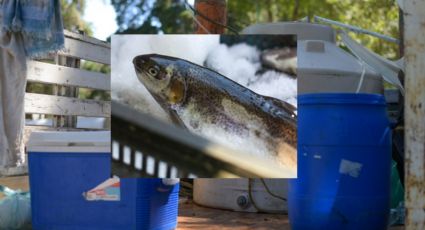 ¿Truchas en tinaco?, venden 50 toneladas de pescado fresco en Xalapa