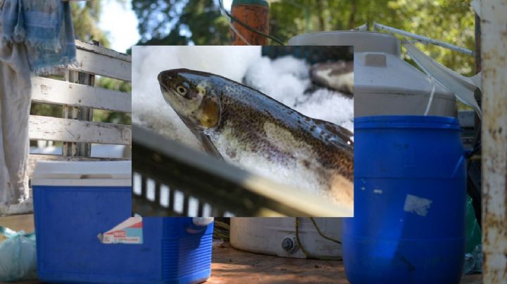 ¿Truchas en tinaco?, venden 50 toneladas de pescado fresco en Xalapa