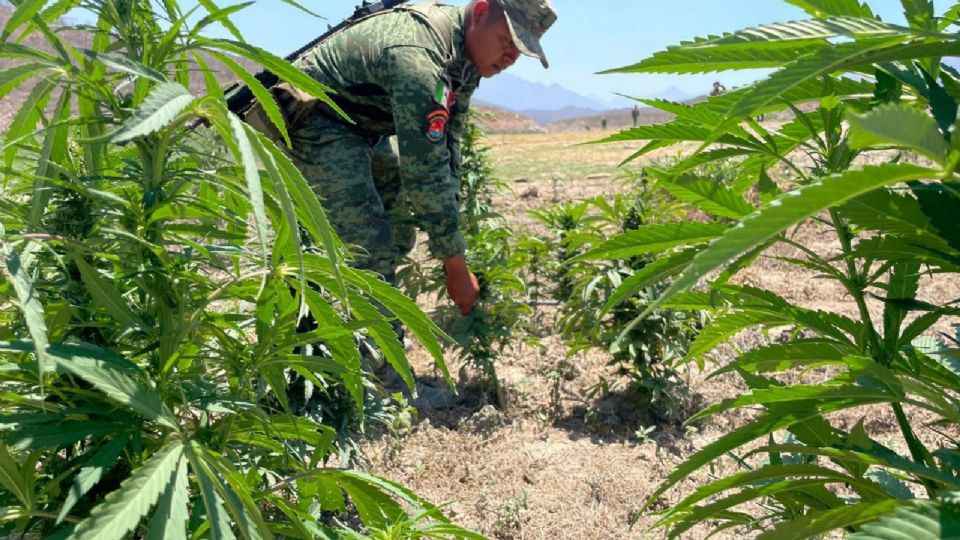 Elementos del Ejército y Fuerza Aérea Mexicanos en plantíos de marihuana en ese estado