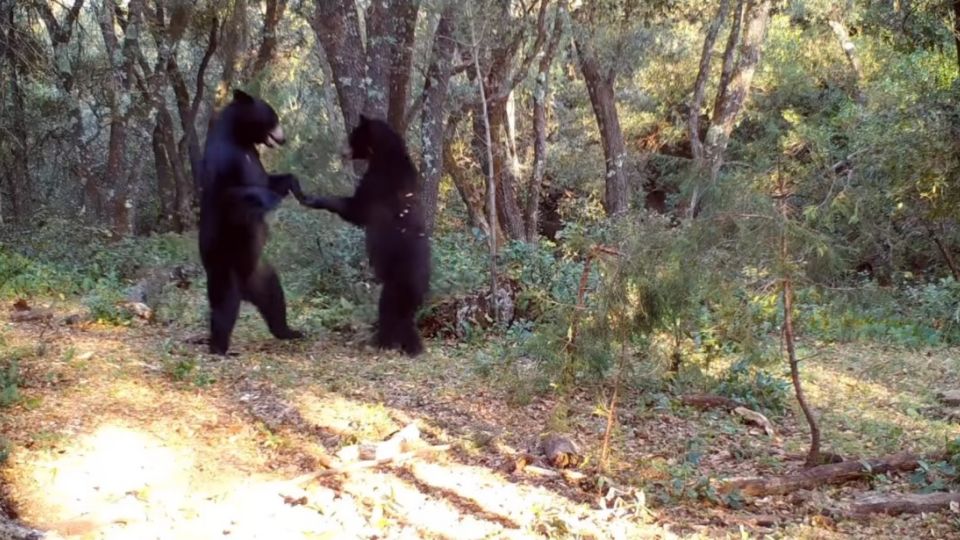 Además de los osos, las cámaras trampa captaron a más animales rondando la zona, desde venados hasta un puma