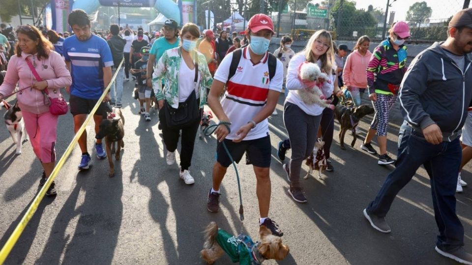 La alcaldía habilitó módulos de atención canina que ofrecieron de manera gratuita 3 mil vacunas contra la rabia, 5 mil desparasitaciones, mil consultas veterinarias y 30 esterilizaciones