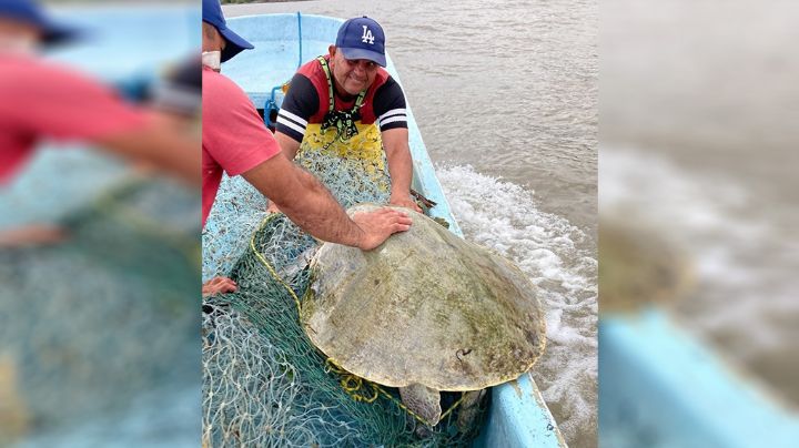 A salvo: rescatan a tortuga en costas de Veracruz