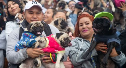 ¿Y tú, cuánto gastas en la salud de tu mascota?