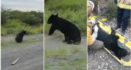 VIDEO: Camioneta atropella a un oso en Nuevo León, le fractura una pata