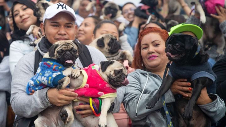¿Y tú, cuánto gastas en la salud de tu mascota?
