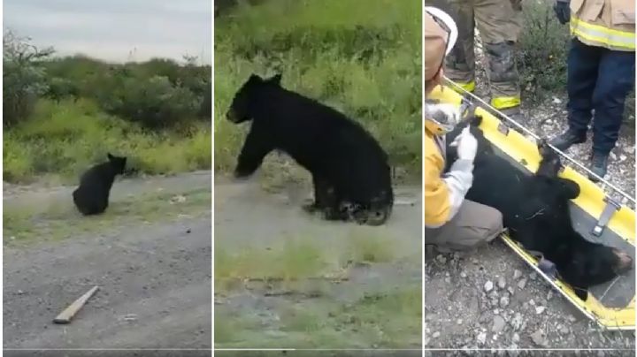 VIDEO: Camioneta atropella a un oso en Nuevo León, le fractura una pata