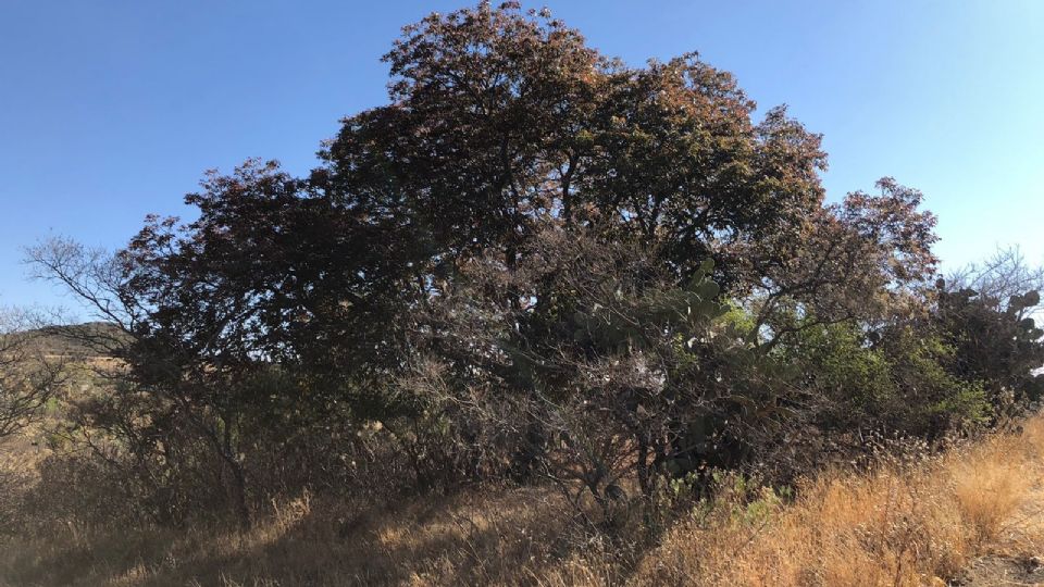 El Nogal Cimarrón cerca de la zona de Sierra de Lobos