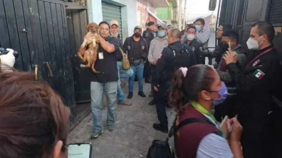 Casi 100 perros fueron rescatados la semana pasada del criadero clandestino que tenía 'Berna' en Neza.