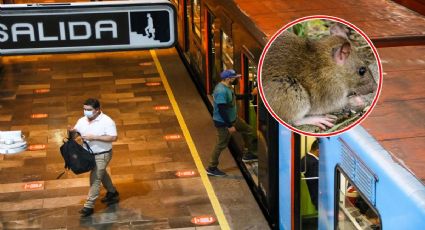 ¿Plaga de ratas en el metro de la CDMX? Esto sabemos