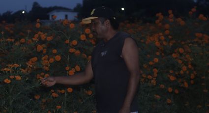Flor de cempasúchil, tradición que conservan campesinos de Veracruz