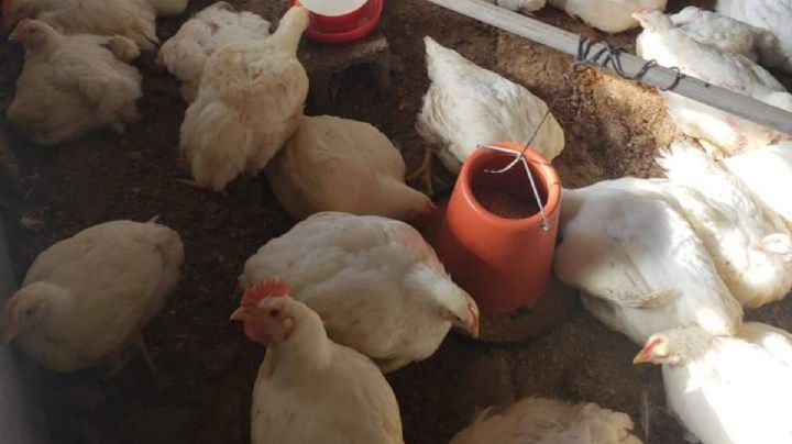 Confirman primer caso de influenza aviar AH5N1 en Edomex