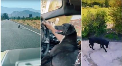 Video: perrito persigue auto de quien lo abandonó; tiktoker lo rescata