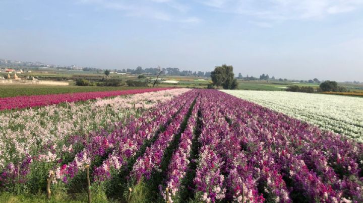 Cempasúchil, nube y alhelíes, las flores que dan vida a las ofrendas en el Edomex