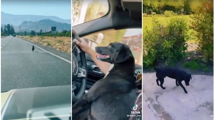 Video: perrito persigue auto de quien lo abandonó; tiktoker lo rescata