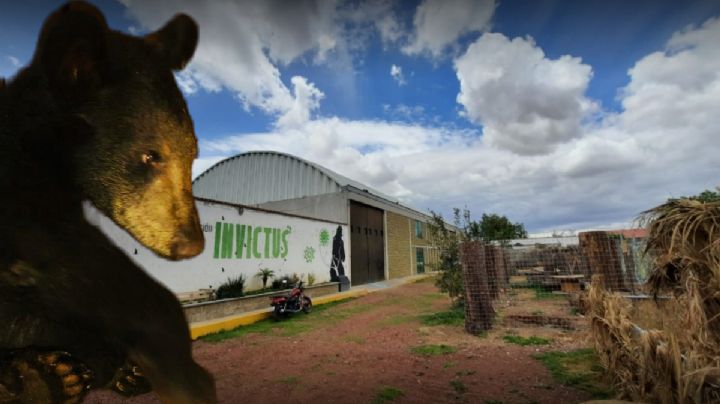 Oso baleado en Monterrey estará resguardado en Pachuca