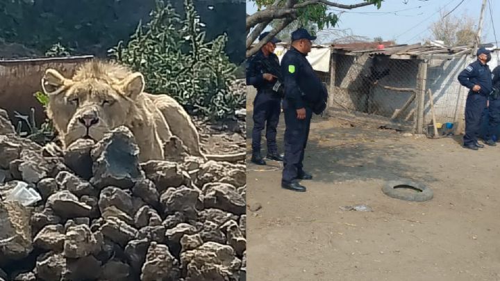 Hallan un león en casa de Chalco donde buscaban a una persona desaparecida