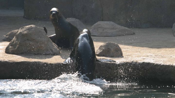¿Por qué ambientalistas dicen no a leones marinos en Aquarium de Veracruz?