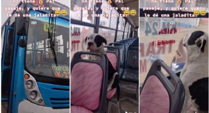 VIDEO: Perrito ignora al cobrador del autobús para no pagar su pasaje