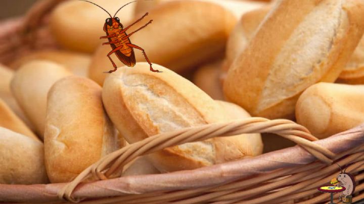 ¿Torta de cucaracha? Encuentra insecto dentro de un bolillo que compró en panadería de Pachuca