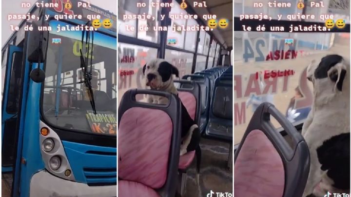 VIDEO: Perrito ignora al cobrador del autobús para no pagar su pasaje