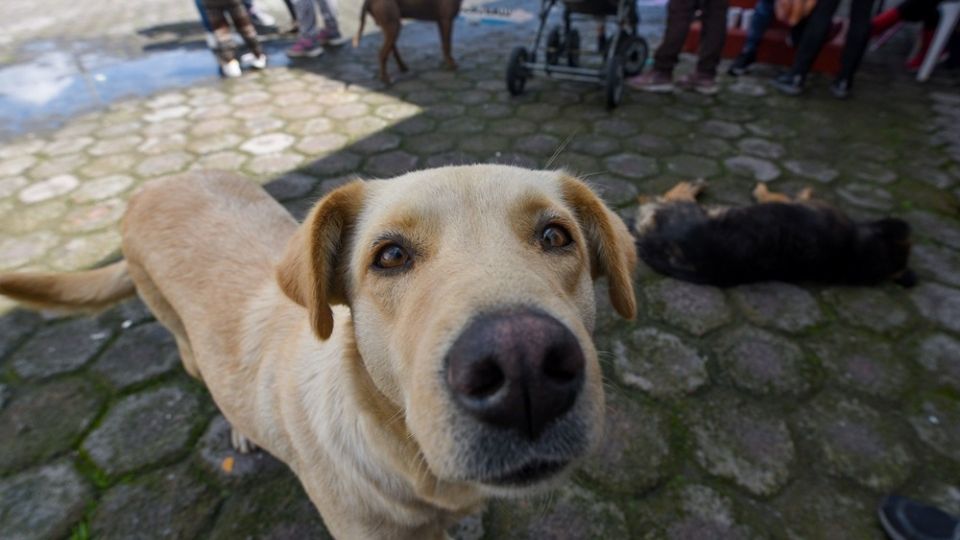 La denuncia la realizó en su cuenta de Facebook Carlos Valderrama, quien es director de Bienestar Animal, de ese gobierno municipal del poniente metropolitano