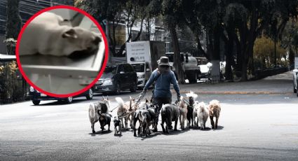 Manda pasear a sus perros y uno de ellos regresa muerto