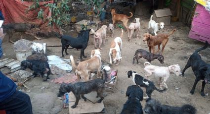 VIDEO: 100 perros vivían entre basura en un "refugio" de Topilejo, Tlalpan