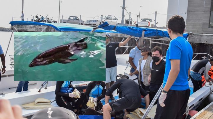 Delfín liberado en Veracruz vuelve a encallar en playa Chachalacas