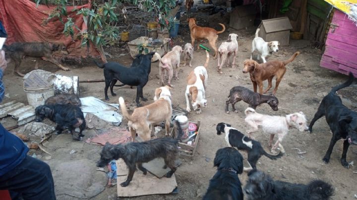 VIDEO: 100 perros vivían entre basura en un "refugio" de Topilejo, Tlalpan