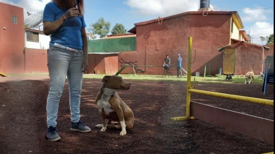 Cloe, una perrita pitbull lista para su adiestramiento