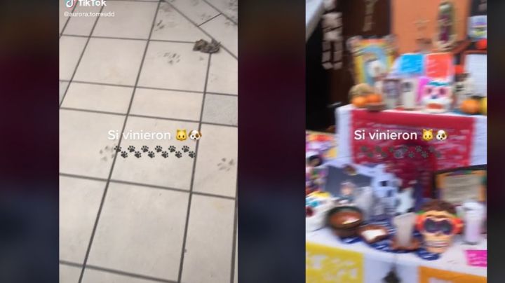TikTok: ¡No eran lomitos fallecidos, era uno muy vivo!