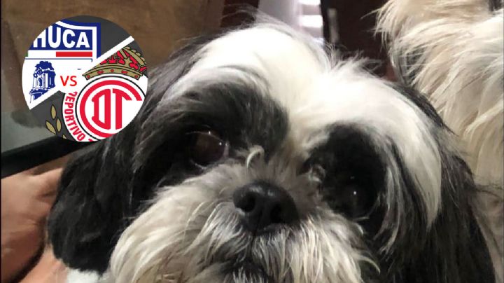 Amor perruno: por localizar a Luna dueña da boletos del Pachuca-Toluca